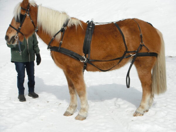 Harness
