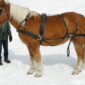 Harness