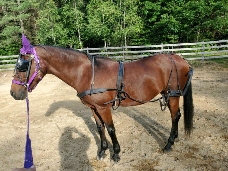 Leather Driving Harness, Large Pony (058611) The Trainer's Loft