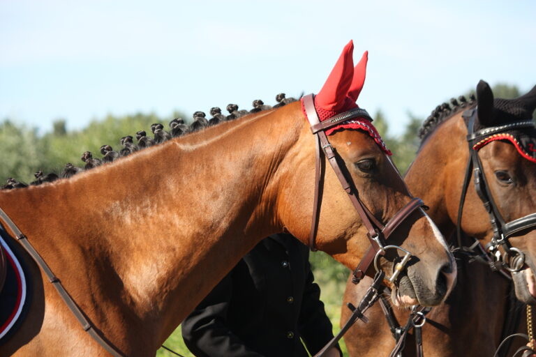 Trainers Loft Consignment Horse Tack, Portrait of sport brown horse in tack during show