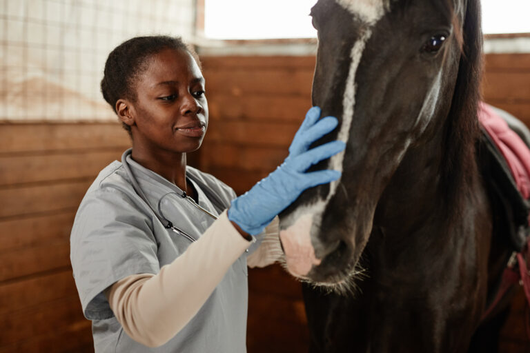 Trainers Loft First Aid for Horses, Female Veterinarian Examining Horse
