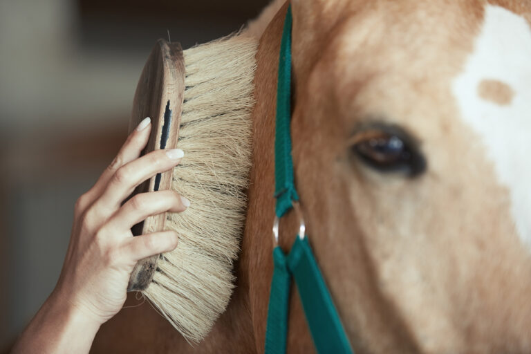 Trainers Loft Horse Grooming Tips, Woman grooming horse in stable