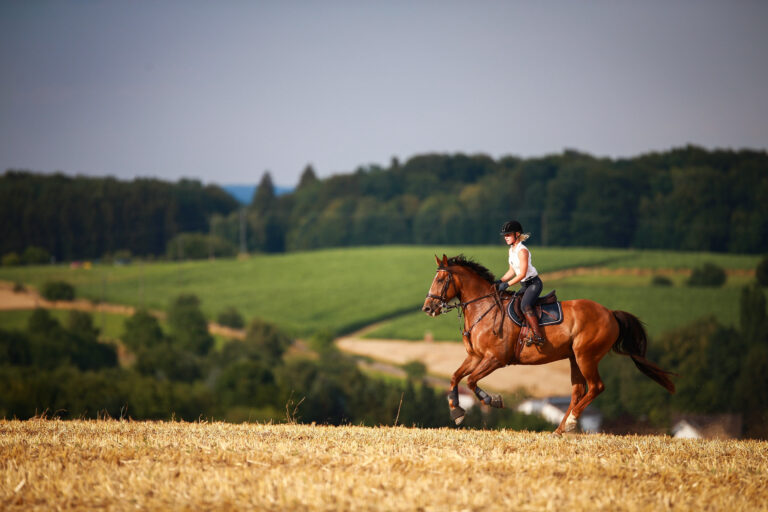 Trainers Loft Horse Tack Discomfort Horsewoman with horse galloping on a stubble field in summer photographed from the front from some distance.