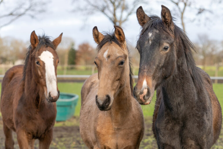 Trainers Loft Introducing Tack Three, one year old horses in the pasture. A black and a brown, yellow foal. They stand side by side as friends. Selective focus.