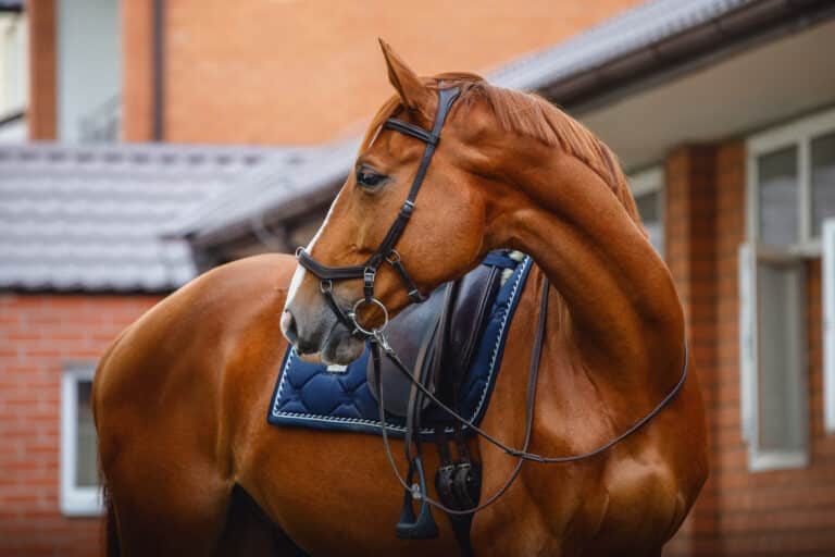 Trainers Loft Horse Bridles, portrait of chestnut dressage gelding horse with bridle, pad and saddle posing near red brick stable wall