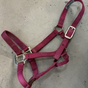 Nylon Halter, Pony/Colt