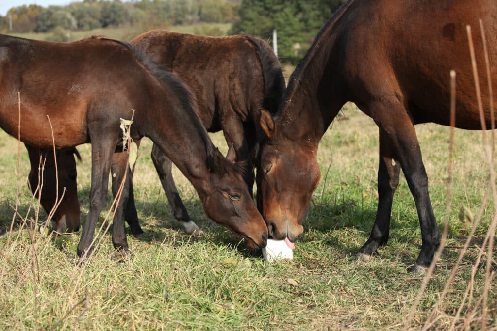 The Trainers Loft Electrolytes for Horses, Kabardin horse with lick-log on autumn pasturage