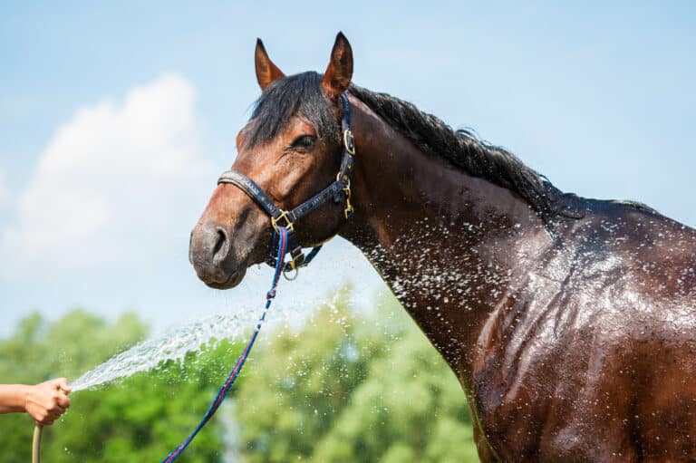 The Trainers Loft Electrolytes for Horses, Bay horse enjoying the shower outdoor