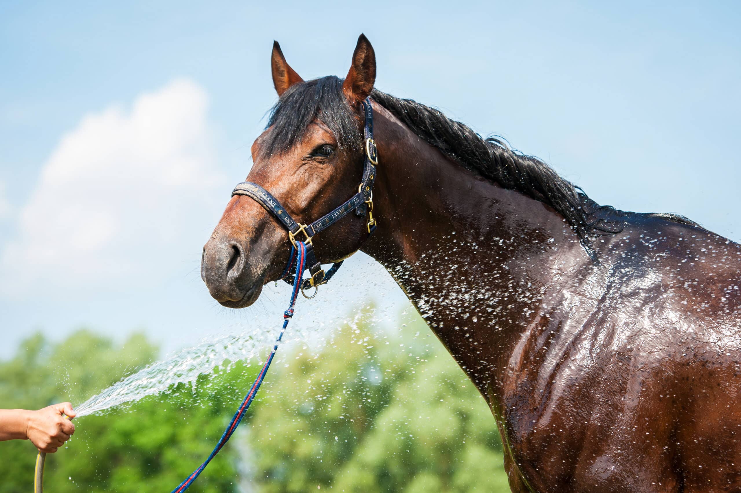The Trainers Loft Electrolytes for Horses, Bay horse enjoying the shower outdoor