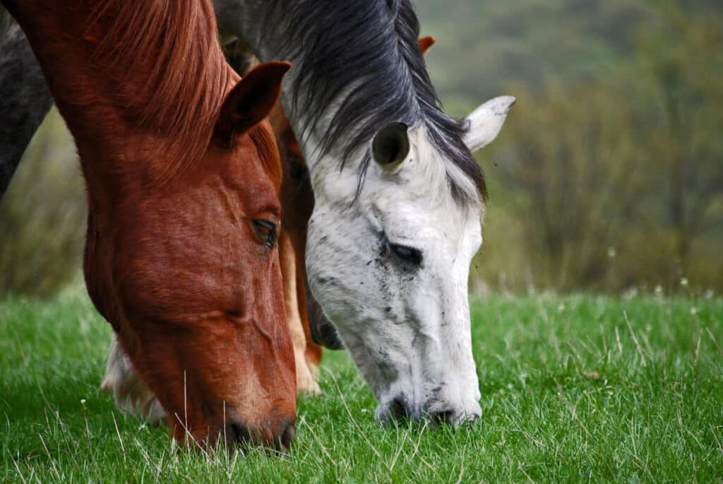 The Trainers Loft Horse Deworming Medication