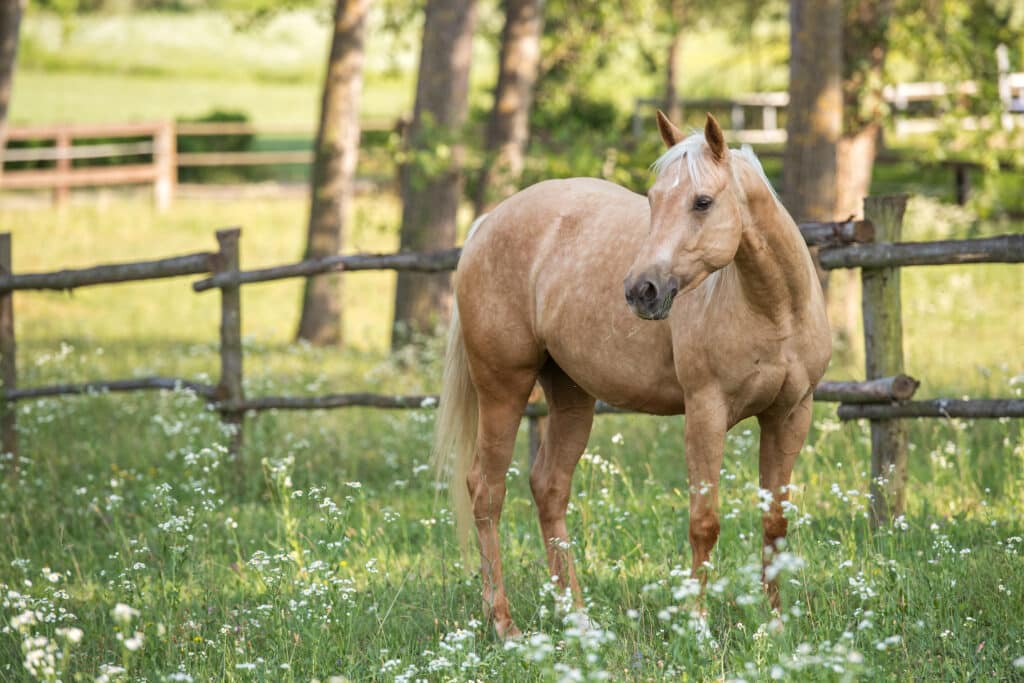 The Trainers Loft Horse Deworming Medication