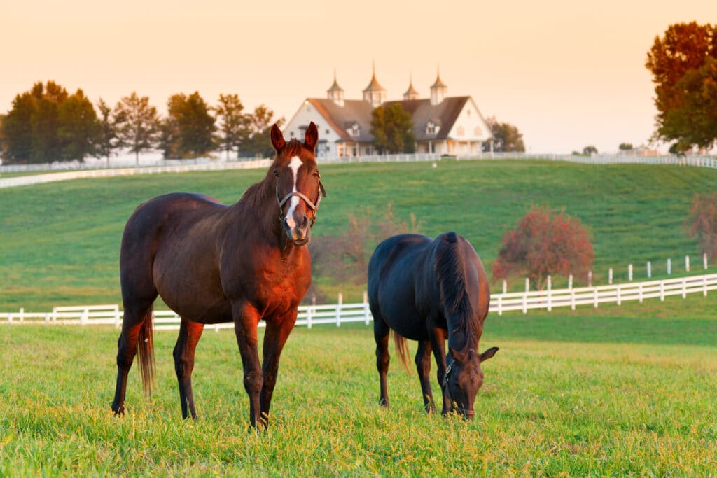 The Trainers Loft Horse Deworming Medication, Horses in the fields on a farm in Lexington, Kentucky