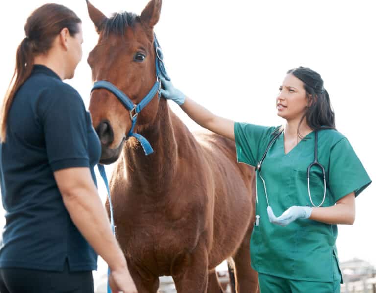 The Trainers Loft Horse Deworming Medication, Shot of an attractive young veterinarian standing with a horse and its owner on a farm.