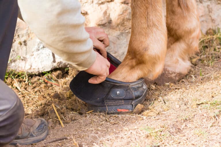 The Trainers Loft Horse Hoof Boots, Man holds a cloth hoof of horse leg. Foreground