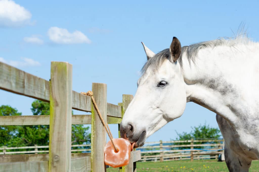 Trainers Loft Horse Nutritional Supplements, Close up shot of grey horse enjoying a salt lick which is tied to the fence in its field, the salt minerals and vitamins ensure animals stay healthy and fit.