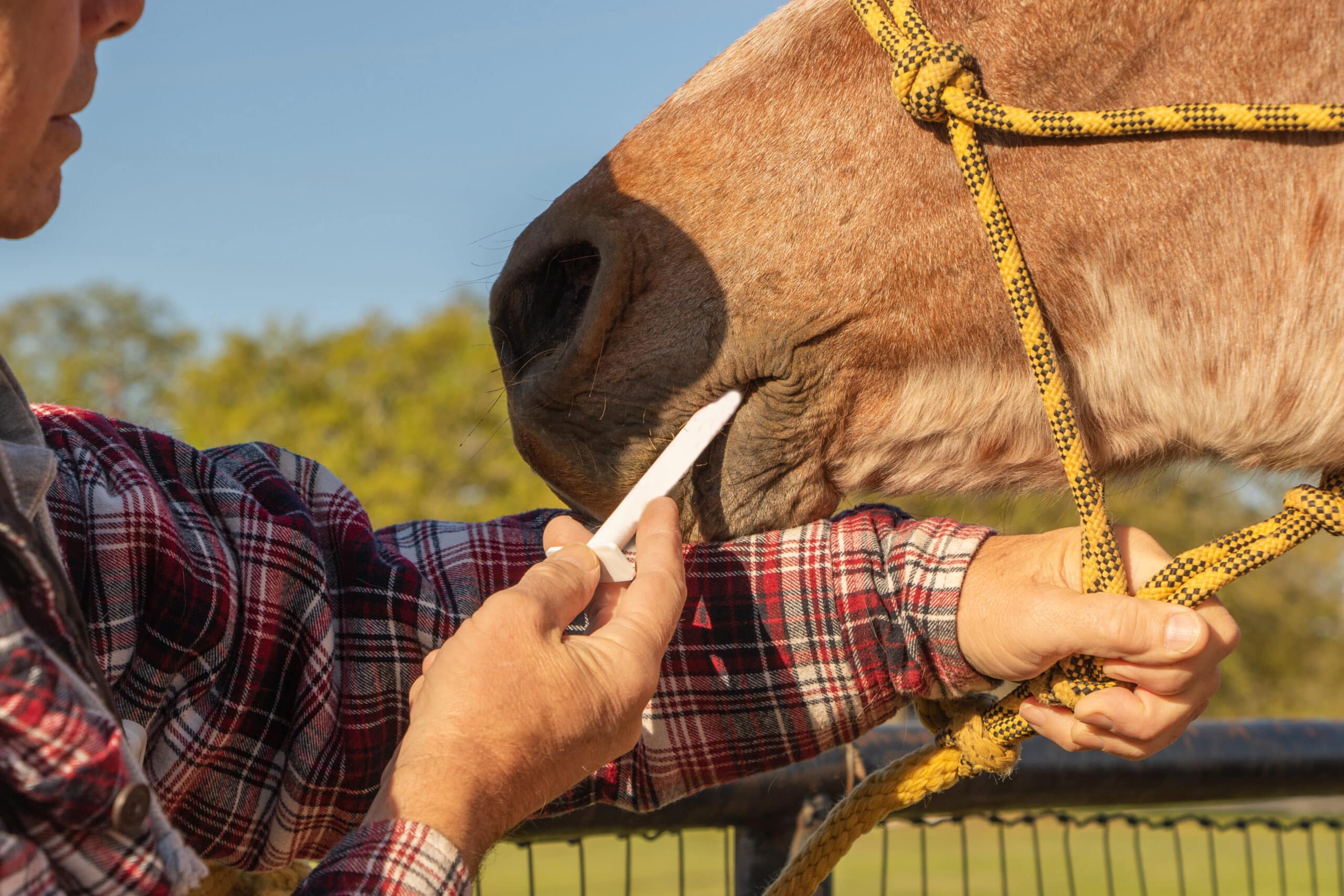 Trainers Loft Horse Nutritional Supplements, man giving medicine to a horse