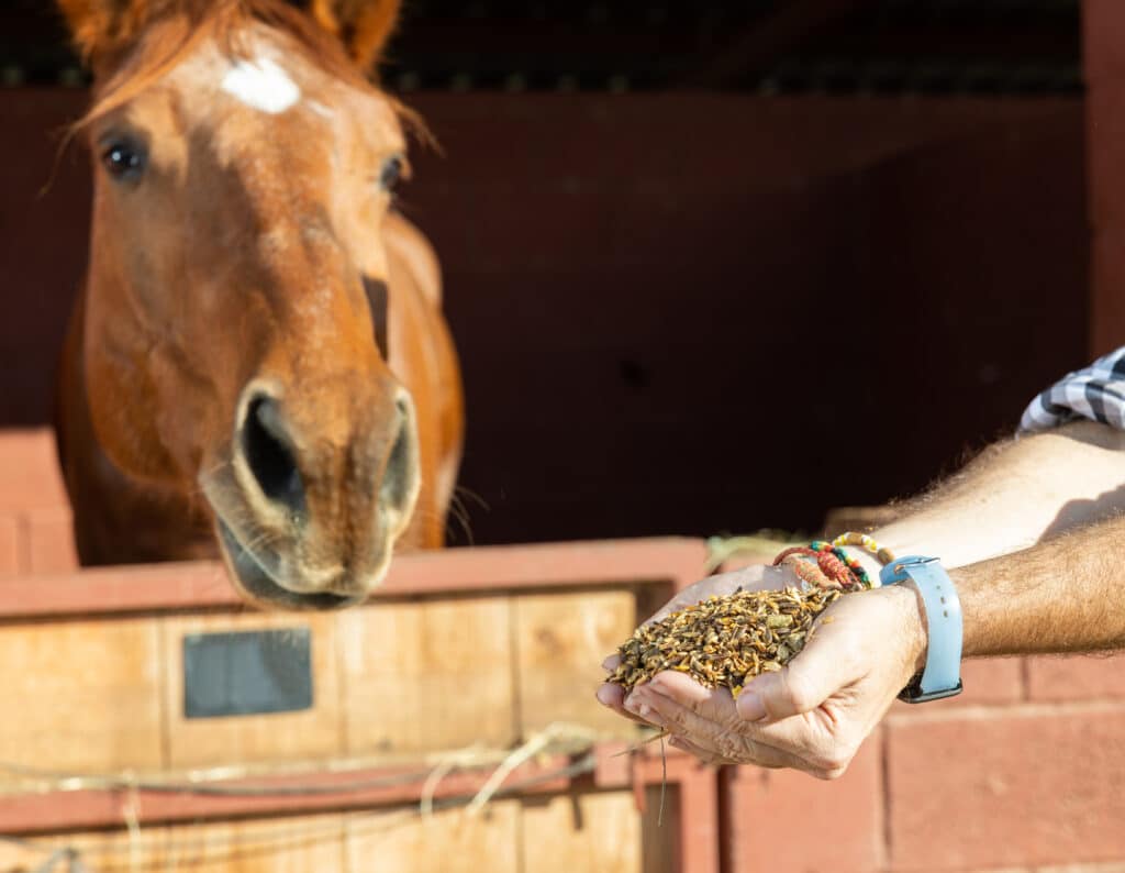 The Trainers Loft Horse Feed, Crop hands of faceless male holding horse feed with corn, barley, oats grain and supplement granulates in front of horse at stables
