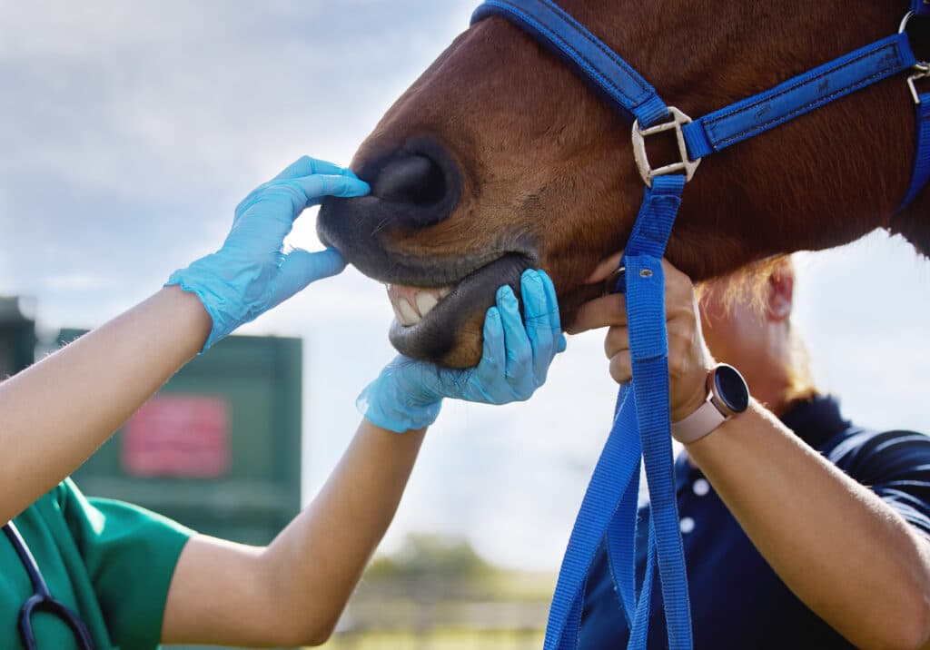 The Trainers Loft Horse Feed 4