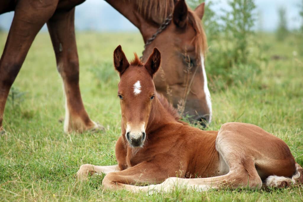 The Trainers Loft Horse Feed, foal and horse on pasture