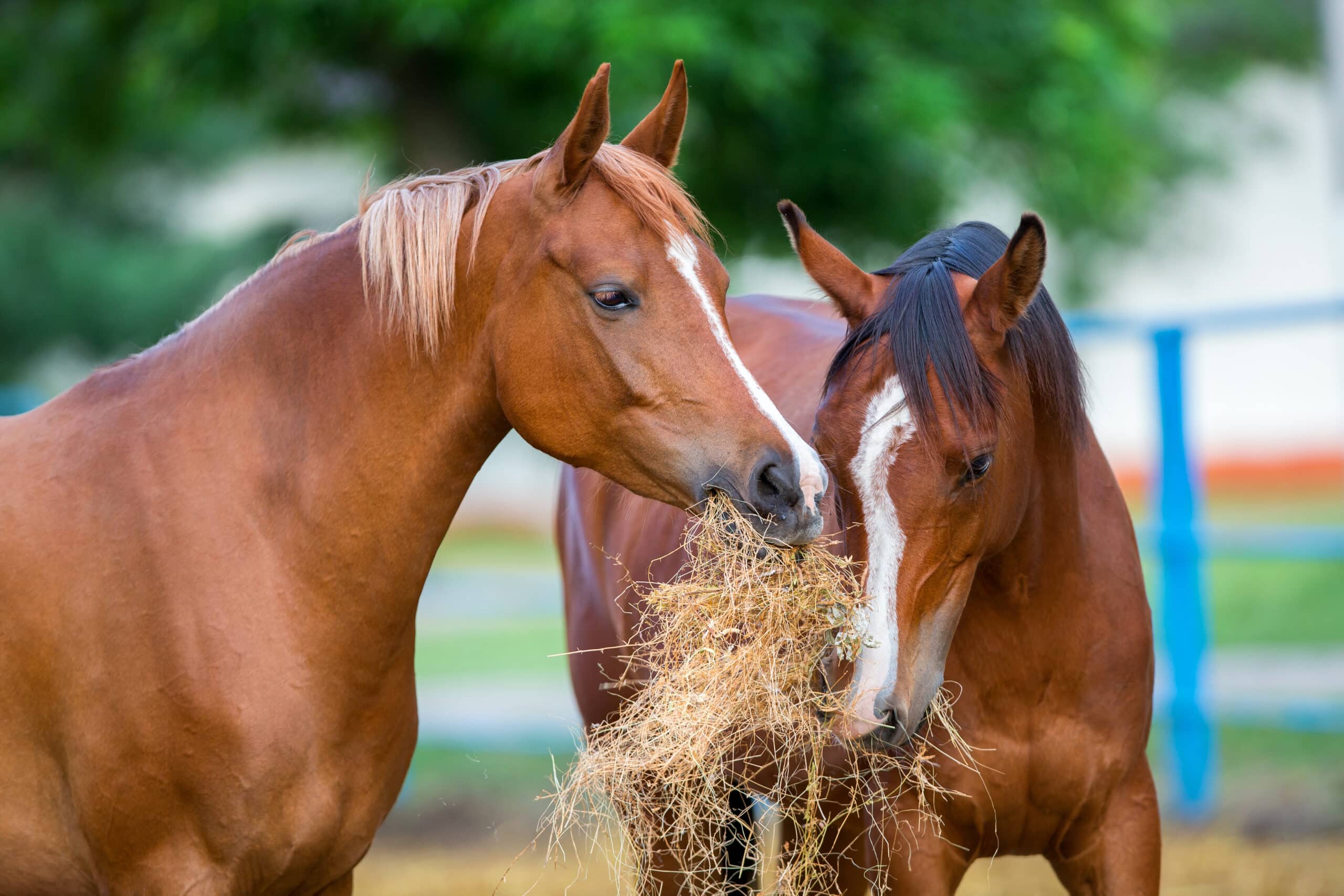 The Trainers Loft Horse Feed, Two Arabian horses eating hay