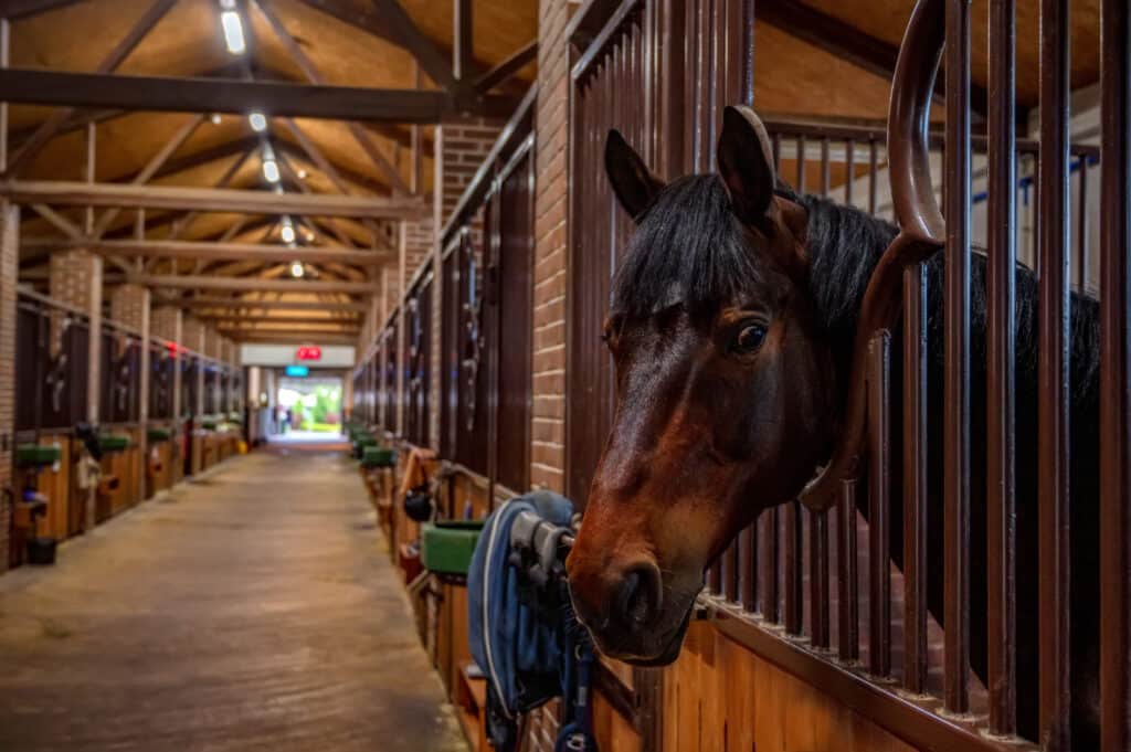 The Trainers Loft Stall Cooling Solutions, Close up horse head in stables