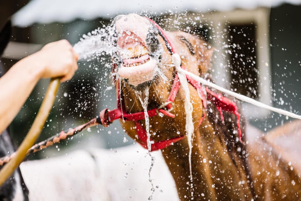 The Trainers Loft Stall Cooling Solutions. The horse drinks water from a hose.