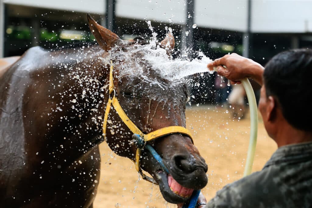 The Trainers Loft Stall Cooling Solutions, Race horse getting cooled down