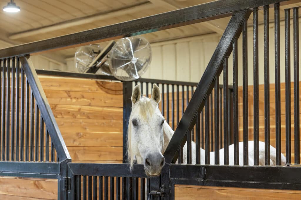 The Trainers Loft Stall Cooling Solutions, Grey horse in barn looking over door in a stall
