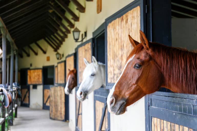 The Trainers Loft Stall Cooling Solutions, Head of the thoroughbred horse looking over the wooden stable doors. Close up, copy space for text, background.