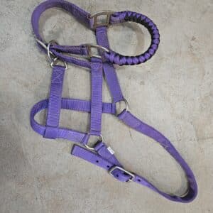 purple horse sized halter