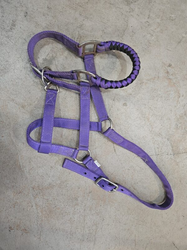 purple horse sized halter