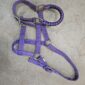 purple horse sized halter