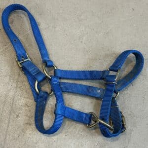 foal halter