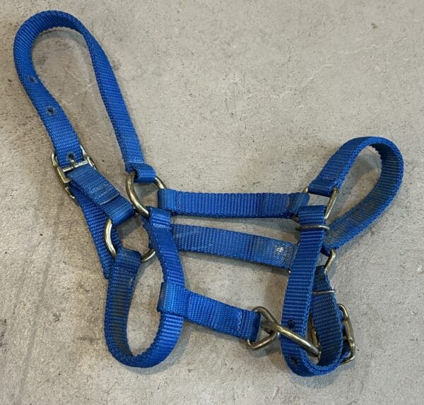 foal halter
