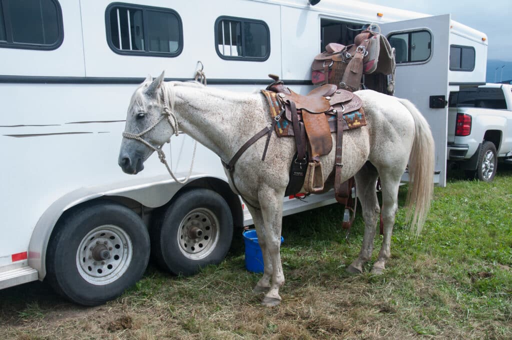 The Trainers Loft Horse Trailering Tips, White Dappled Horse near trailer, horse near trailer, white horse, white dappled, white dappled horse, equine, country life, country living, saddle, saddled horse, nor people, nobody, horizontal, truck, truck and trailer, white horse, horse tied to trailer, animal,