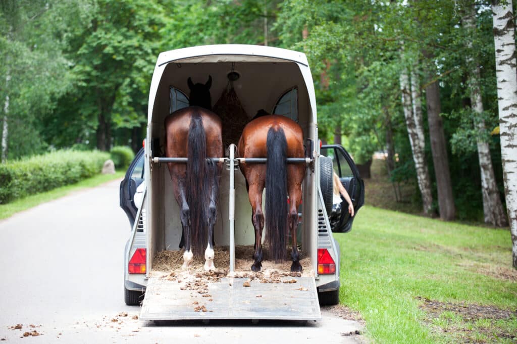 The Trainers Loft Horse Trailering Tips. Two chestnut horses standing in trailer waiting for competition