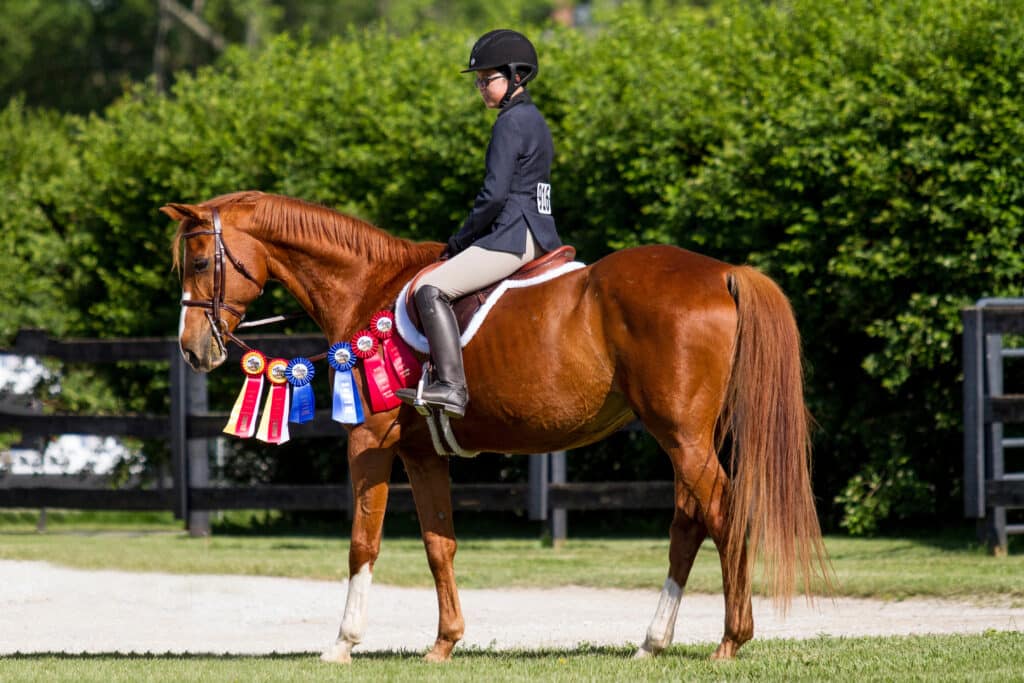 The Trainers Loft Horse Show Essentials, Proud rider on her chestnut horse showing off her ribbons