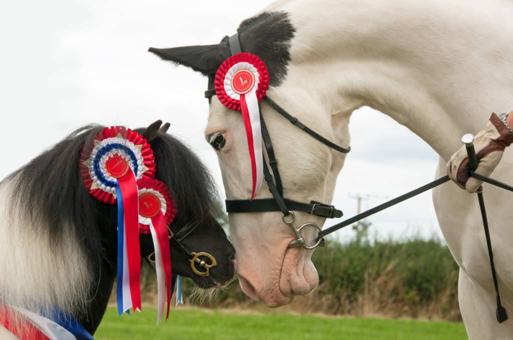 The Trainers Loft Horse Show Essentials, Two ponies nose to nose & displaying their rosettes