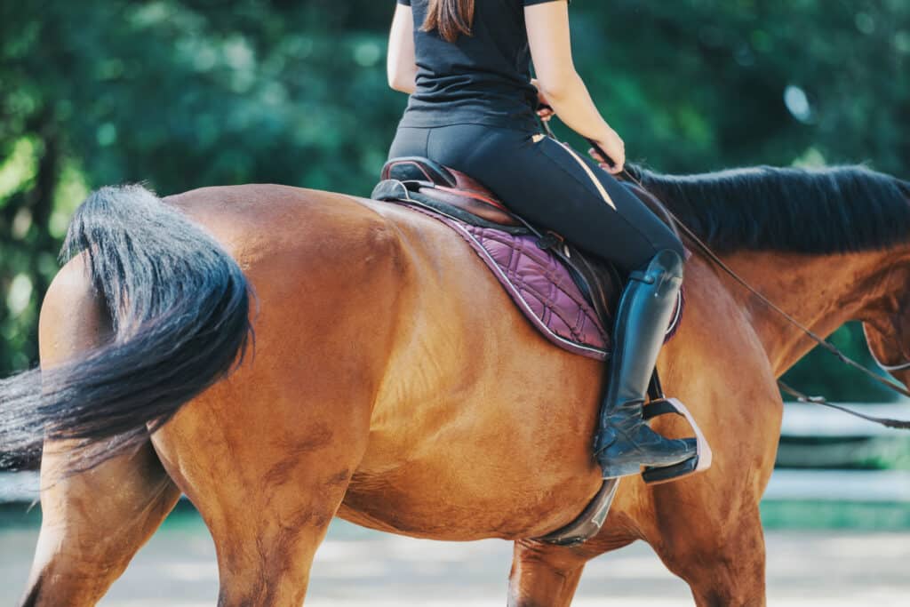 The Trainers Loft saddle pads, A woman in riding attire sits on a brown horse with a purple saddle pad, enjoying a serene ride outdoors. The image captures a peaceful horseback riding moment in nature.