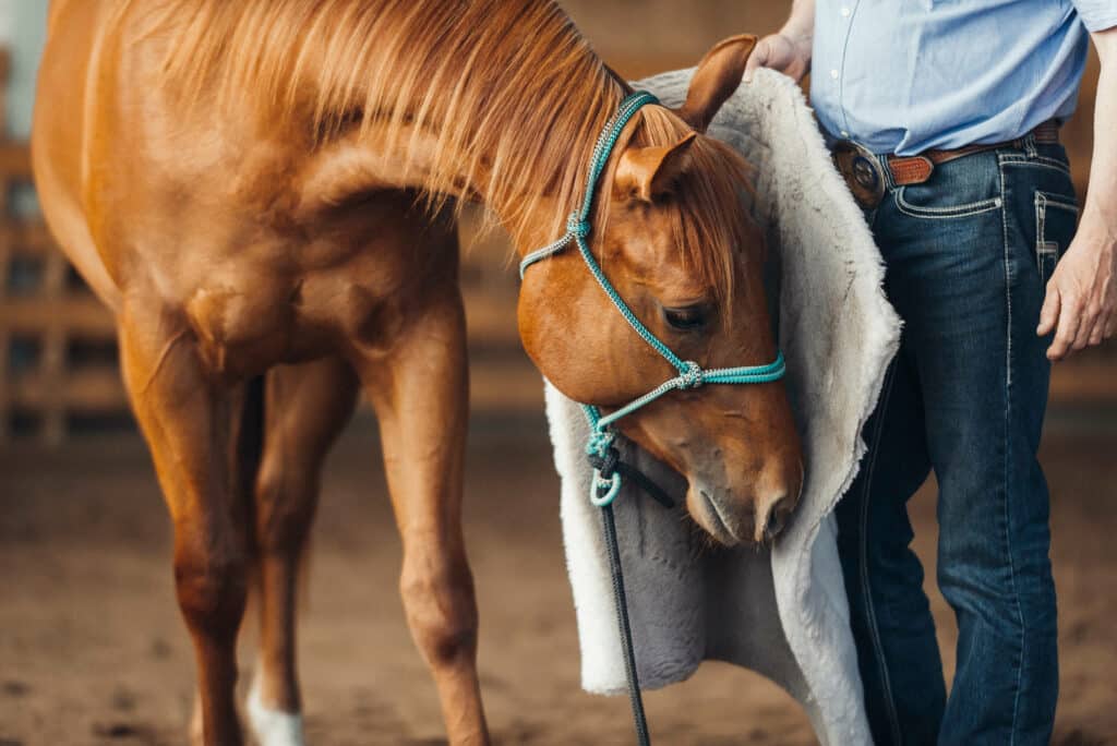 The Trainers Loft saddle pads, young Chestnut quater horse smelling on the saddle pad for the first time
