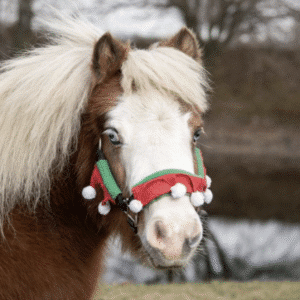 Tough 1 Mini Elf Halter Cover