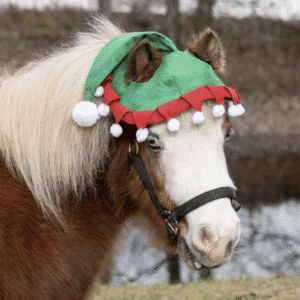Tough 1 Miniature Elf Hat