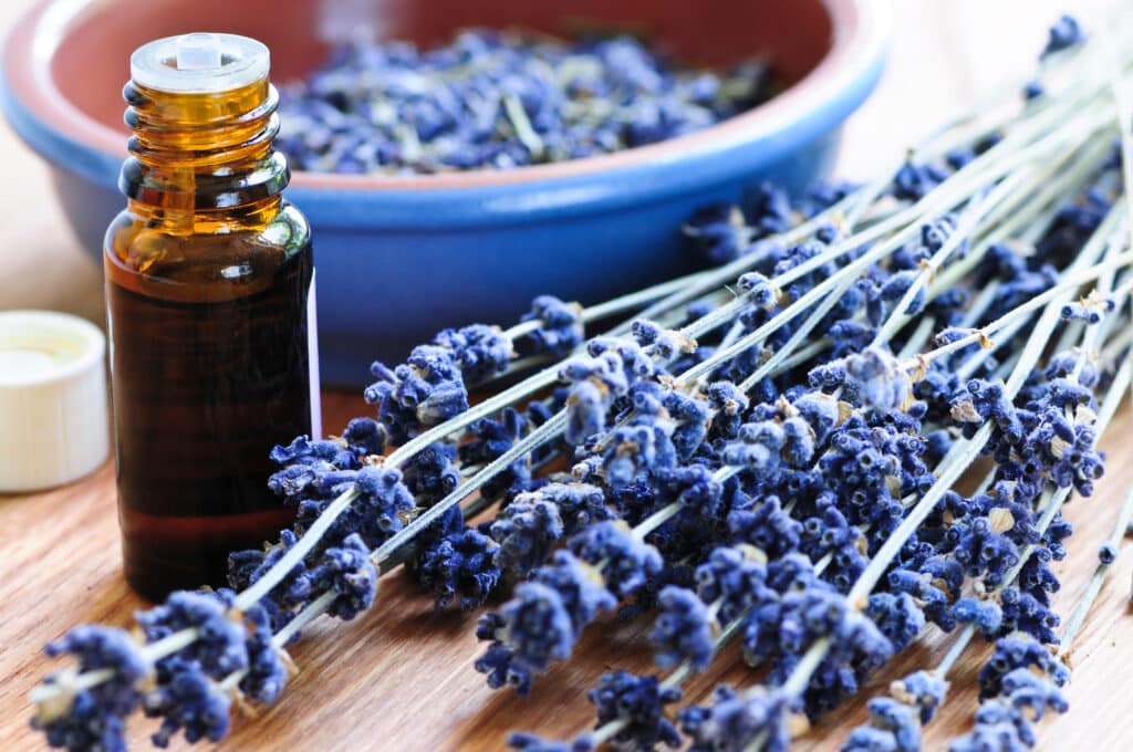 The Trainers Loft Aromatherapy for Horses, Dried lavender herb and essential aromatherapy oil