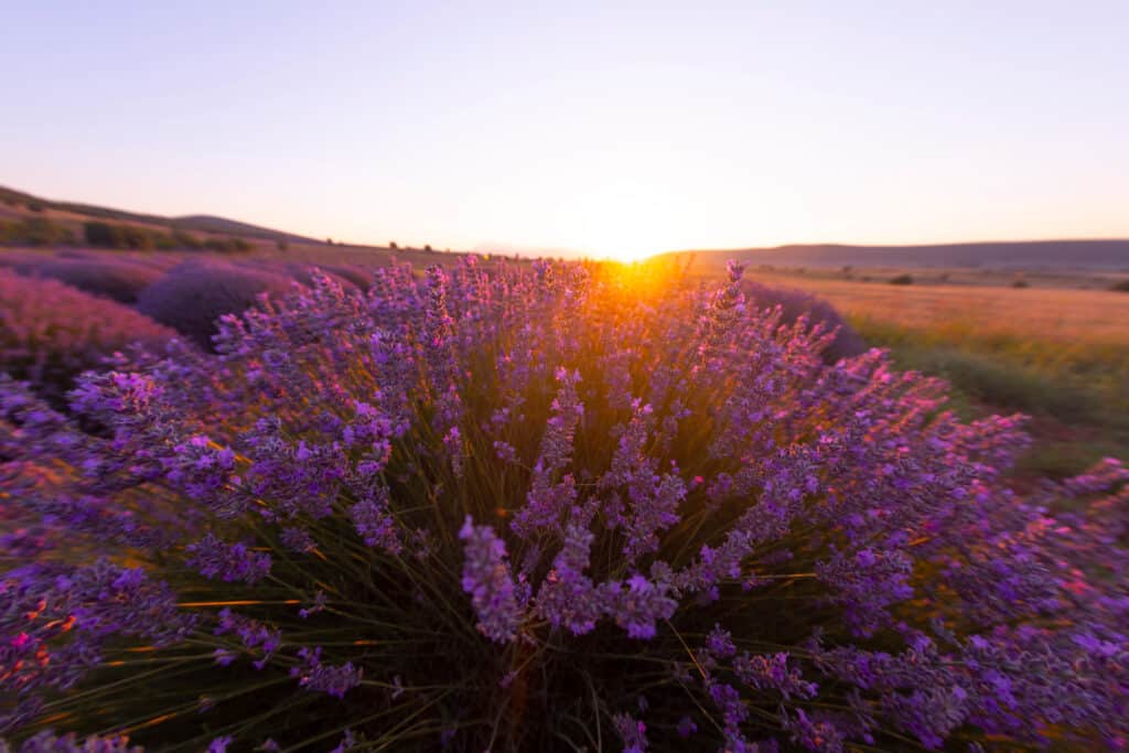 The Trainers Loft Aromatherapy for Horses, Sunset in the lavender field, mid summer