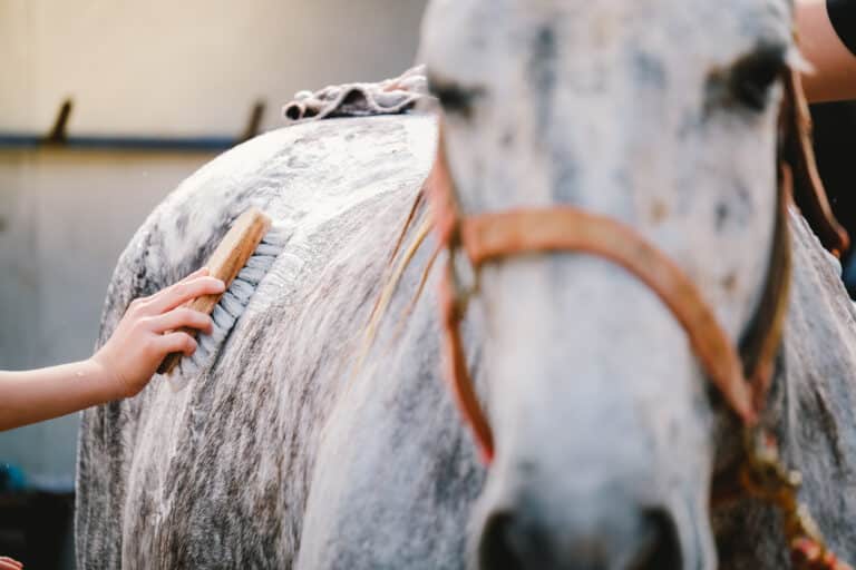 The Trainers Loft Horse Brushes, A young girl sprays and Brushing her horse with refreshing cool water after a ride. Bath horse