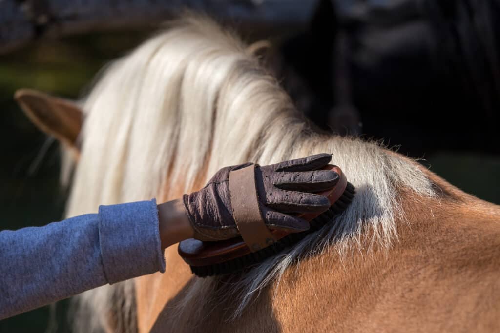 The Trainers Loft Horse Brushes, Close up of child's hand with gloves holding brush and grooming pony horse