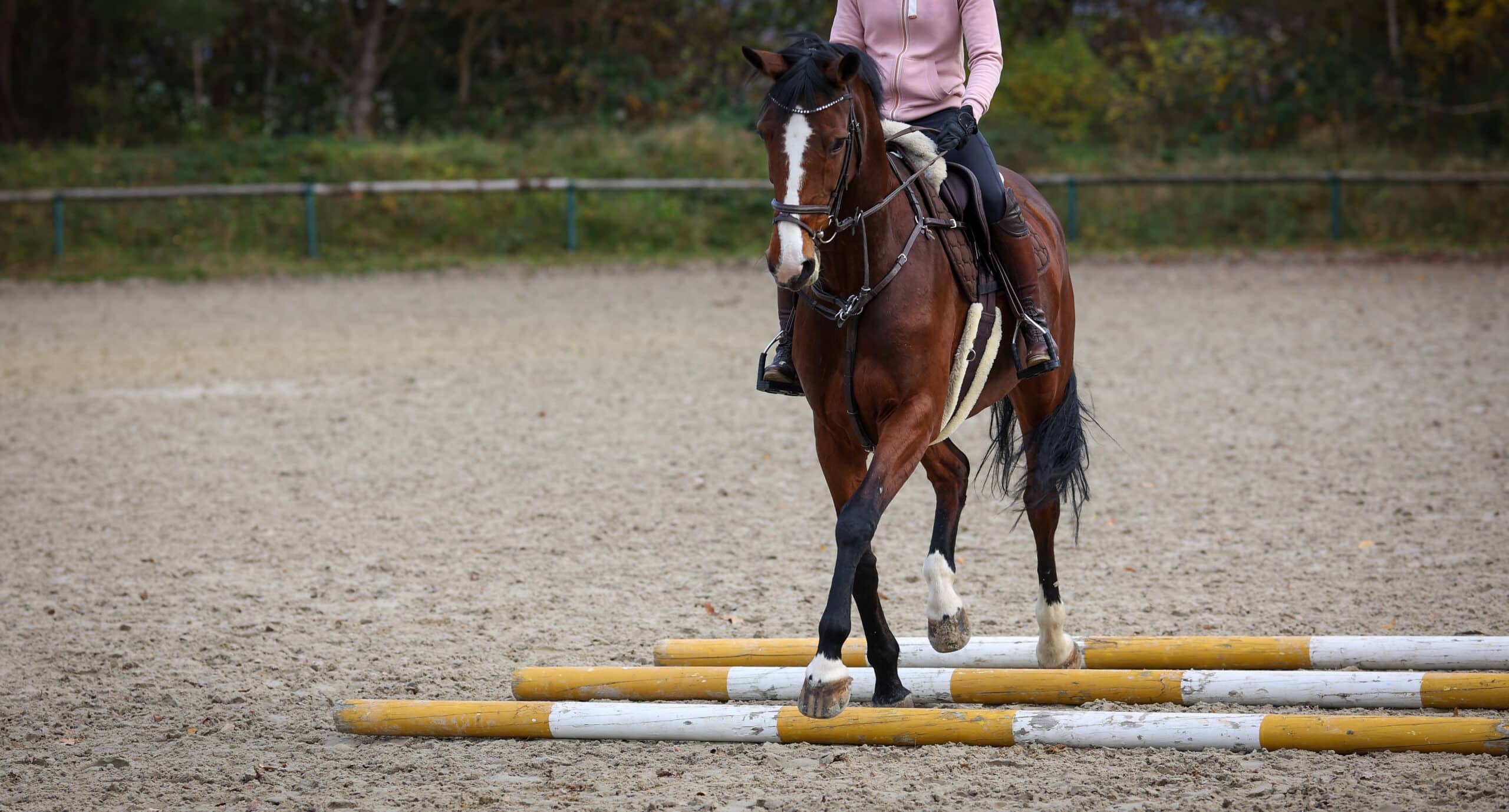 The Trainers Loft Horse Training Gear, Horse brown under the rider during pole training on the riding arena.