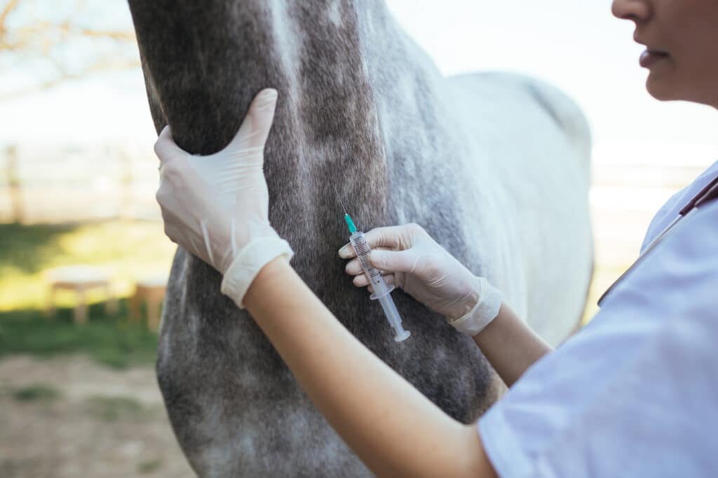 The Trainers Loft Autumn Horse Care Guide, Vet giving injection to a horse. Selective focus on injection.