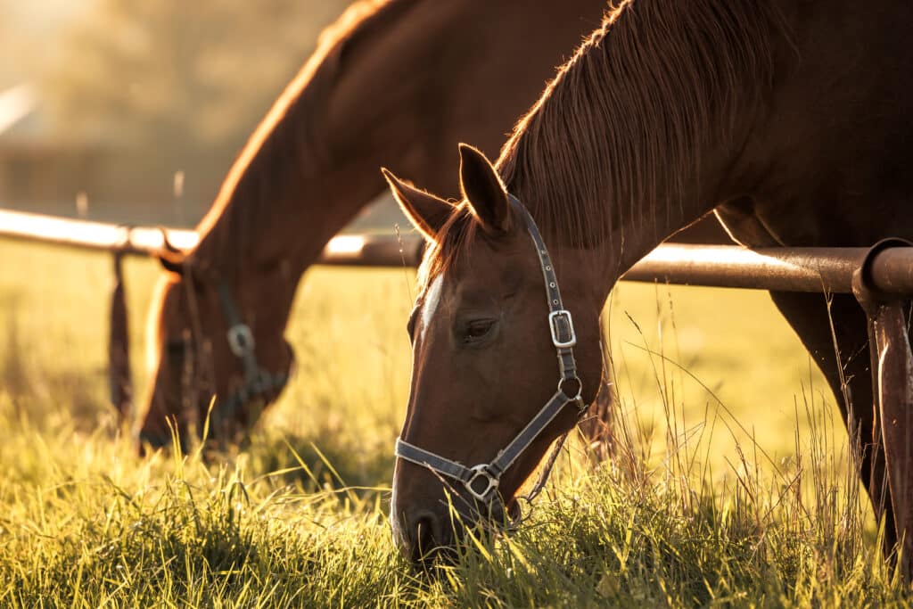 The Trainers Loft Autumn Horse Care Guide, Thoroughbred horses grazing grass on pasture