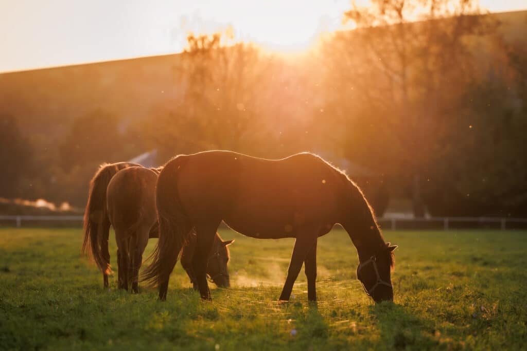 The Trainers Loft Autumn Horse Care Guide, Horse family grazing grass on pasture in autumn sunset.